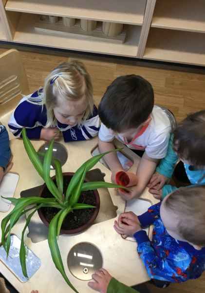 children observing a bug in a plant